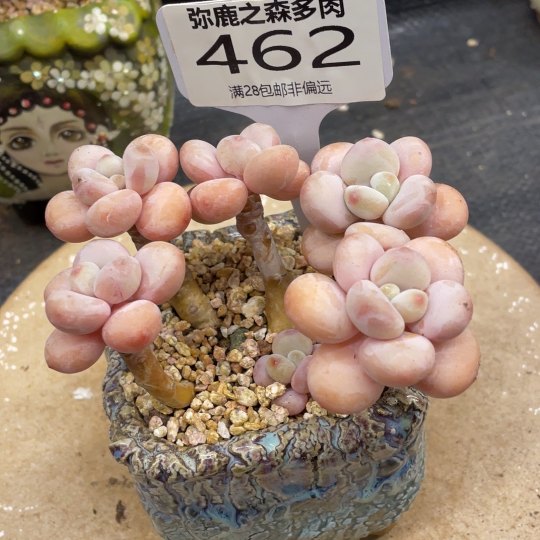 弥鹿之森一物一拍