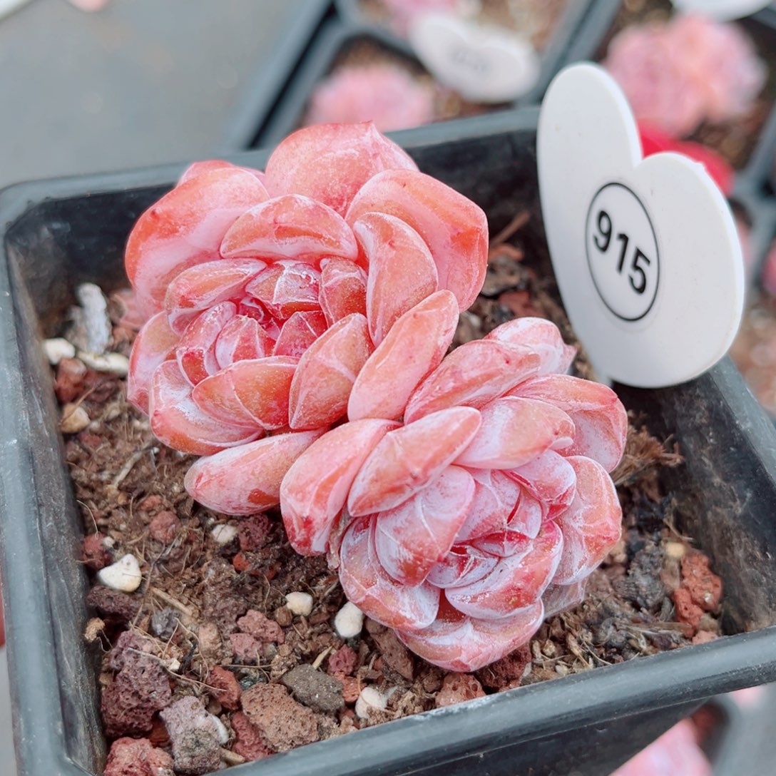 915号小老桩石榴籽星影群