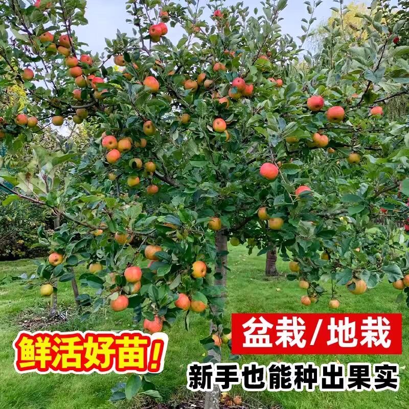 南棠庭院别墅对版苹果红富士修剪售后生长