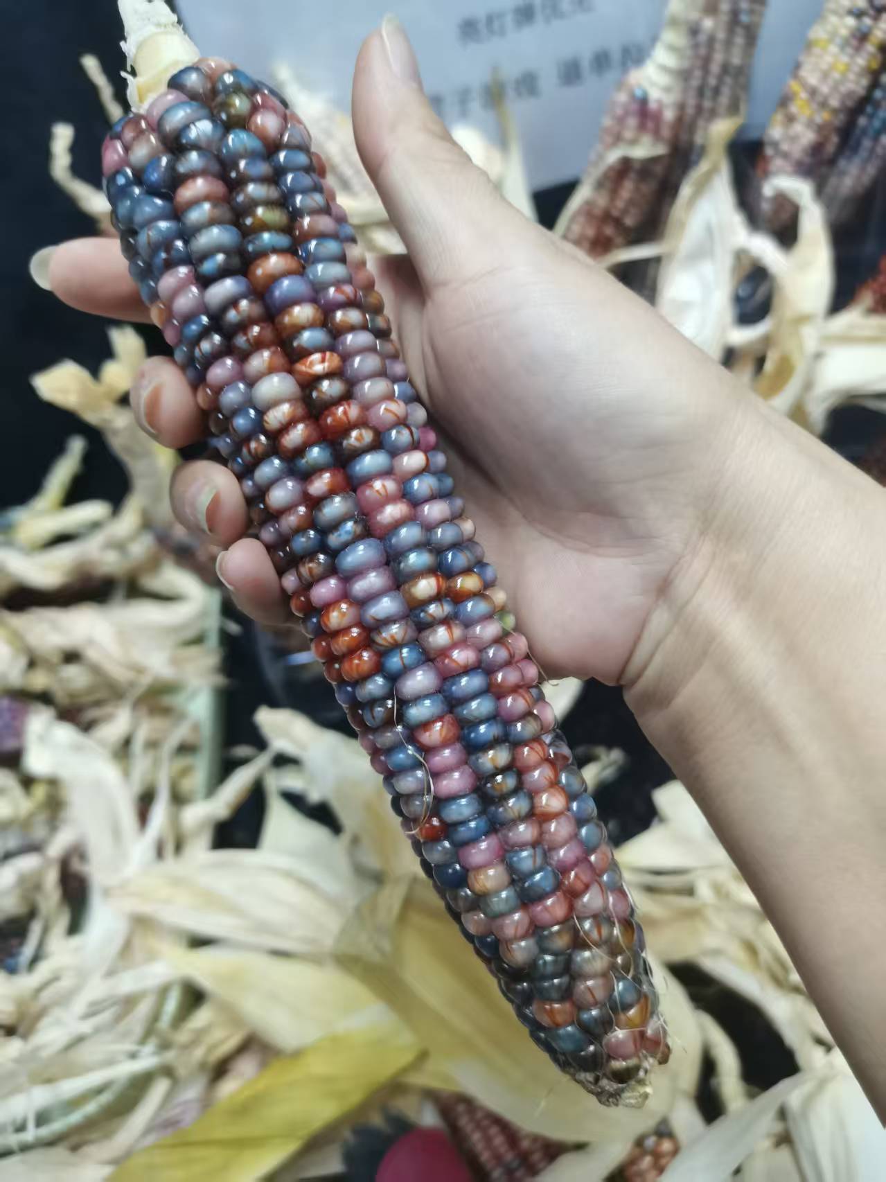 文玩玉米手把件宝石血丝车饰挂招财盘玩（直播间使用）