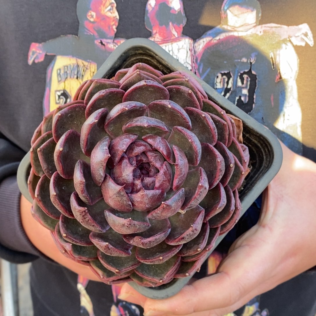 溜溜球大单头老桩