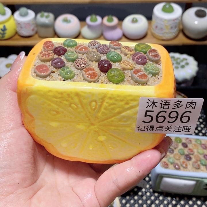带盆土植物 一物一拍5696