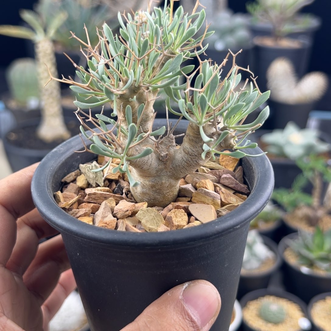 溏***蛋黑鬼殿厚敦菊一物一拍