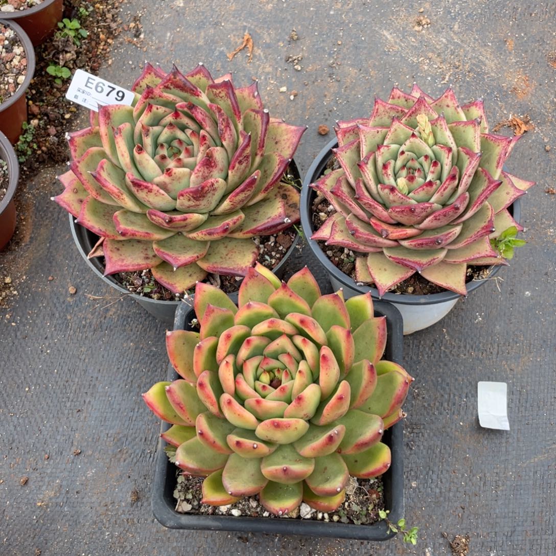 无花朵若如东云组拍E679