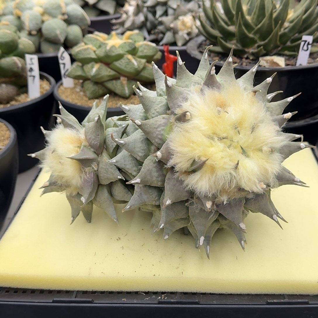 双头牡丹仙人球，群生