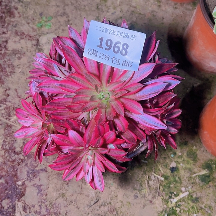 1968凤凰超白多肉植物2号