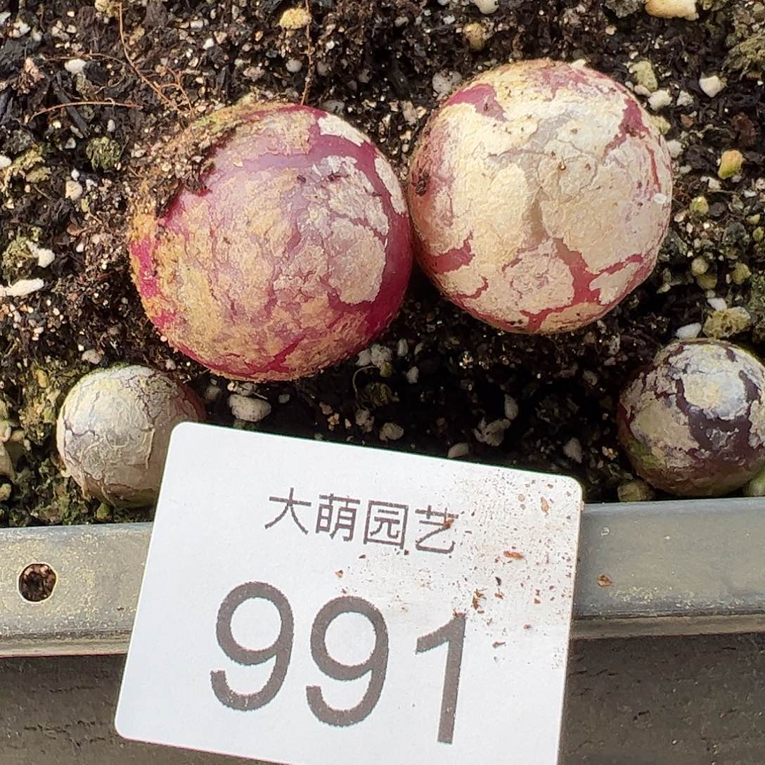 量拍以下一颗母本灯泡。 991