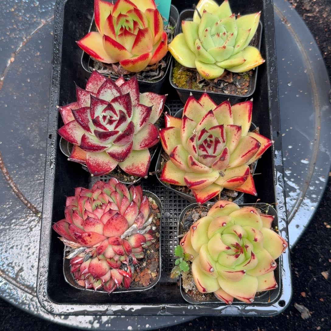 从前慢多肉精选编号1210.159