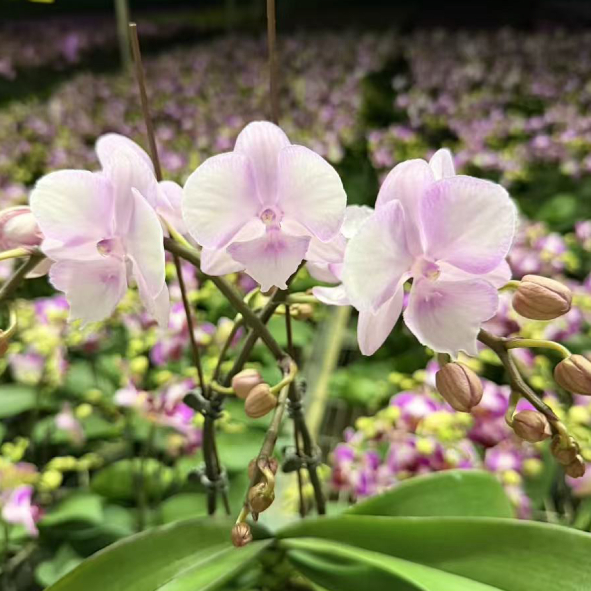 【3寸】神仙姐姐蝴蝶兰年宵花盆栽花卉多年生室内阳台易养护