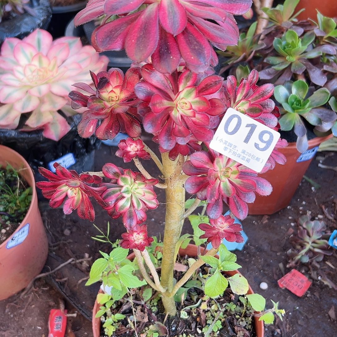 香奈儿多肉植物019