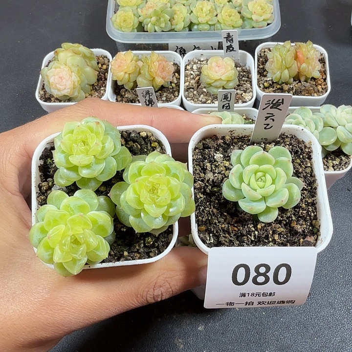 泼天2出右边苗080