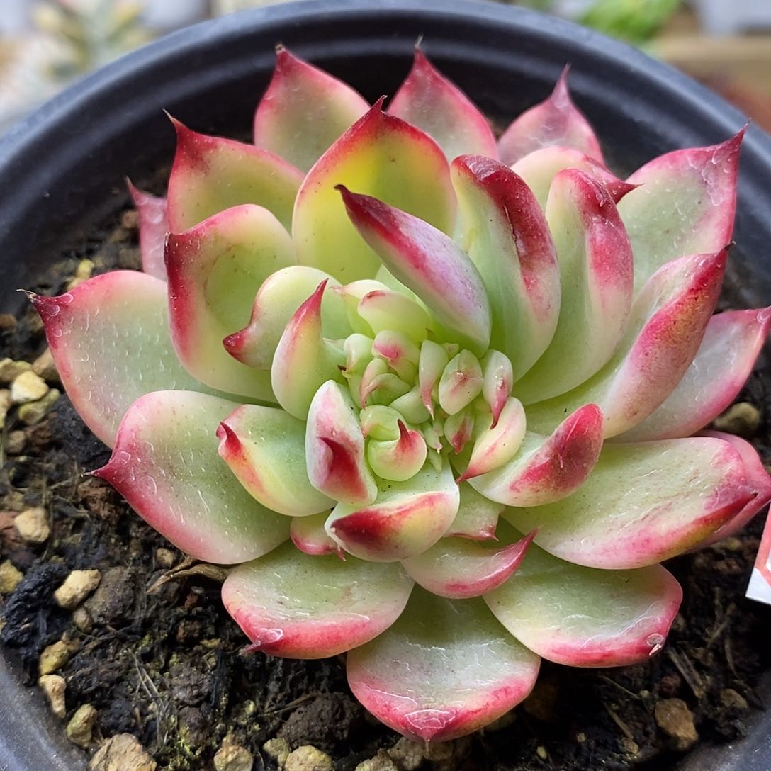 2010 桃花覆轮锦有点变异