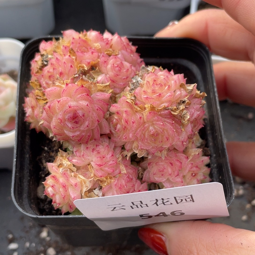 546号糖心冰心珍妮 不包整带盆