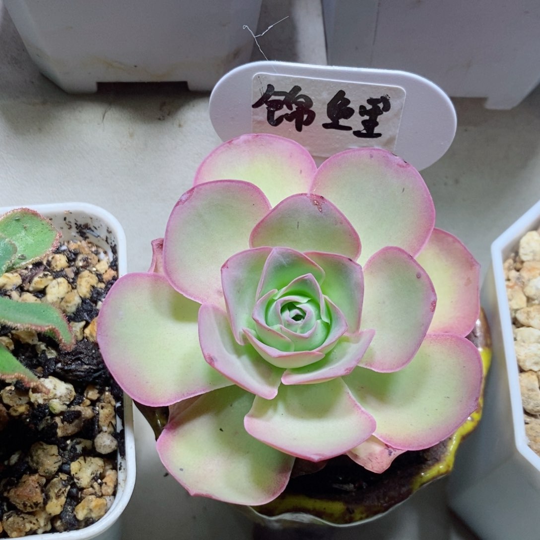 锦鲤。        山地玫瑰。