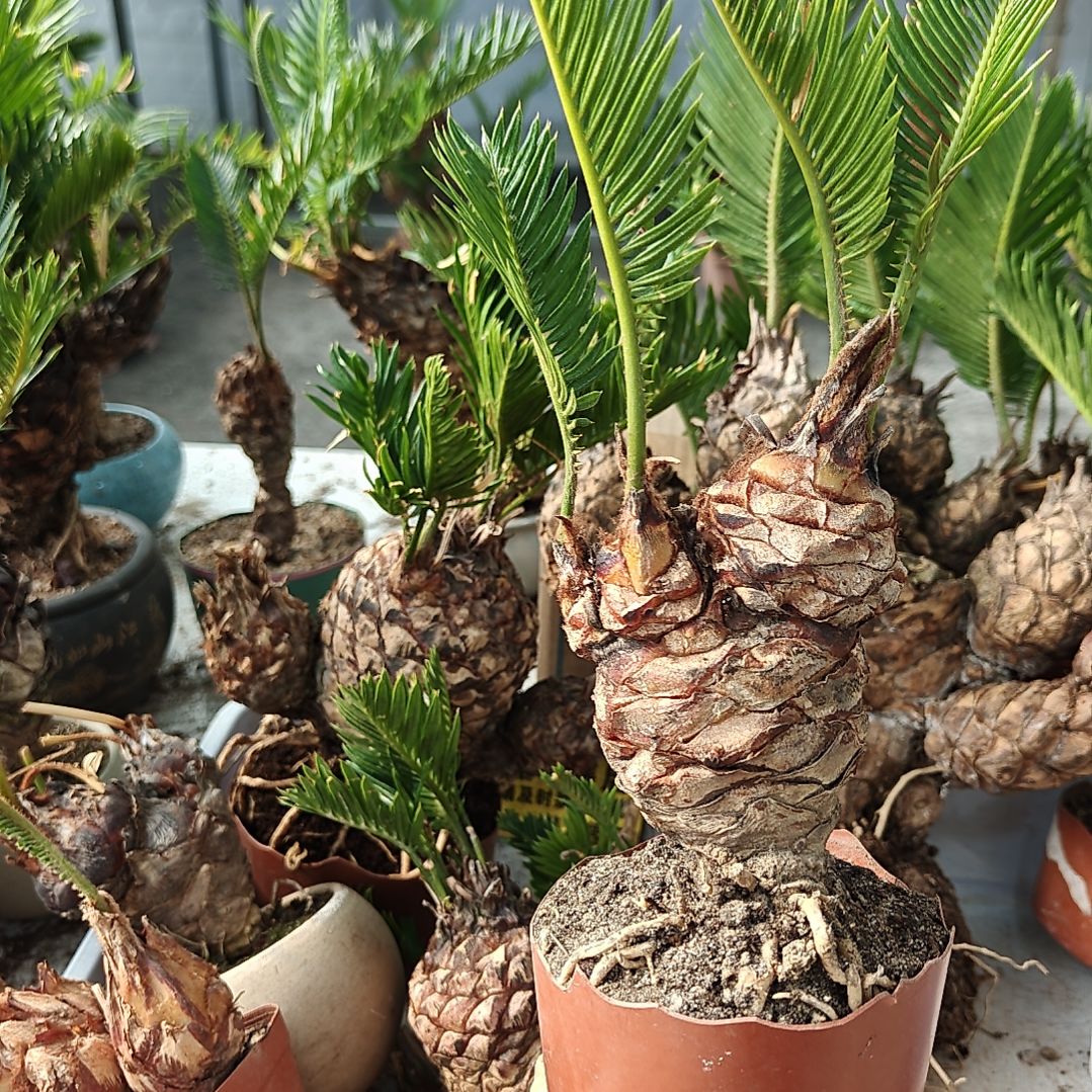 无花朵白鳞铁盆景基地价