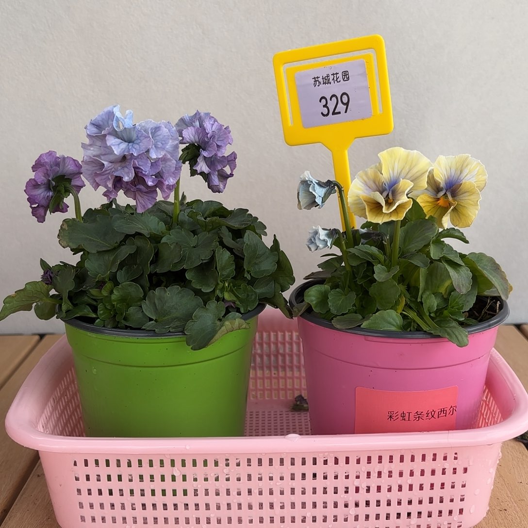 大部分开放少量花苞329