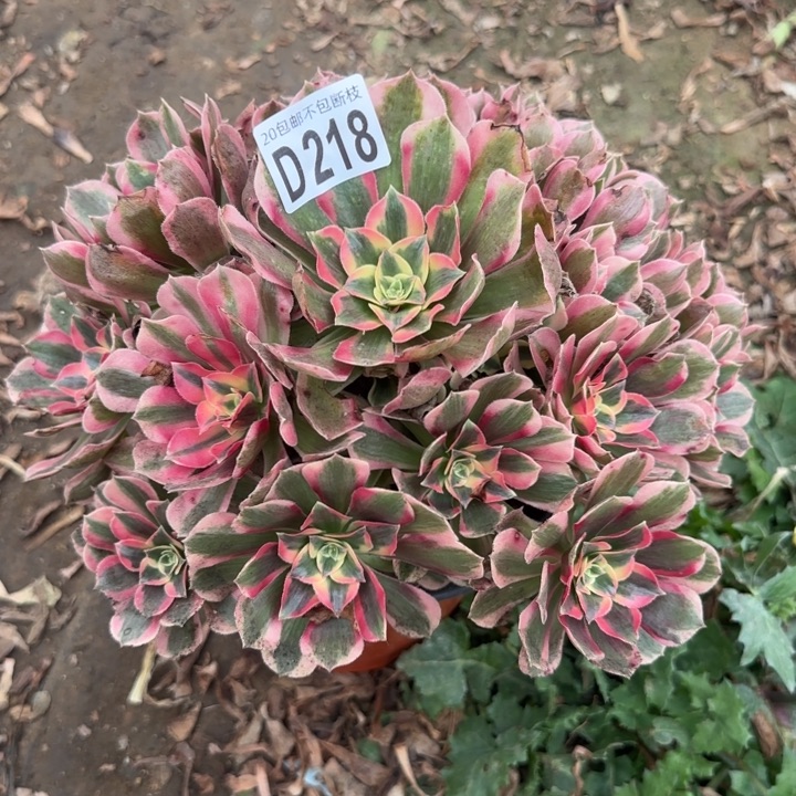 妖月……多肉植物……