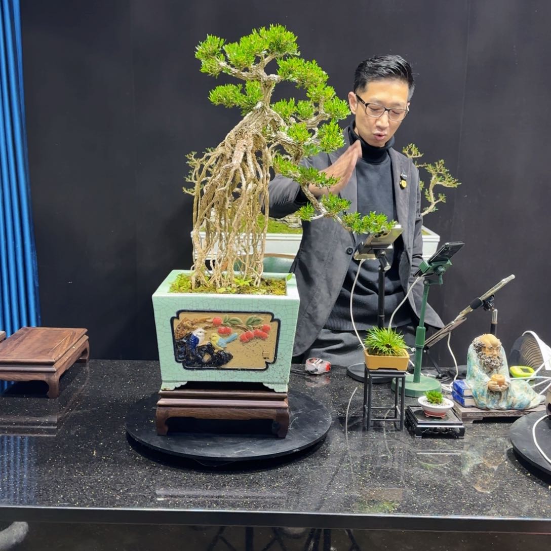 黄杨室内室外盆景艺术