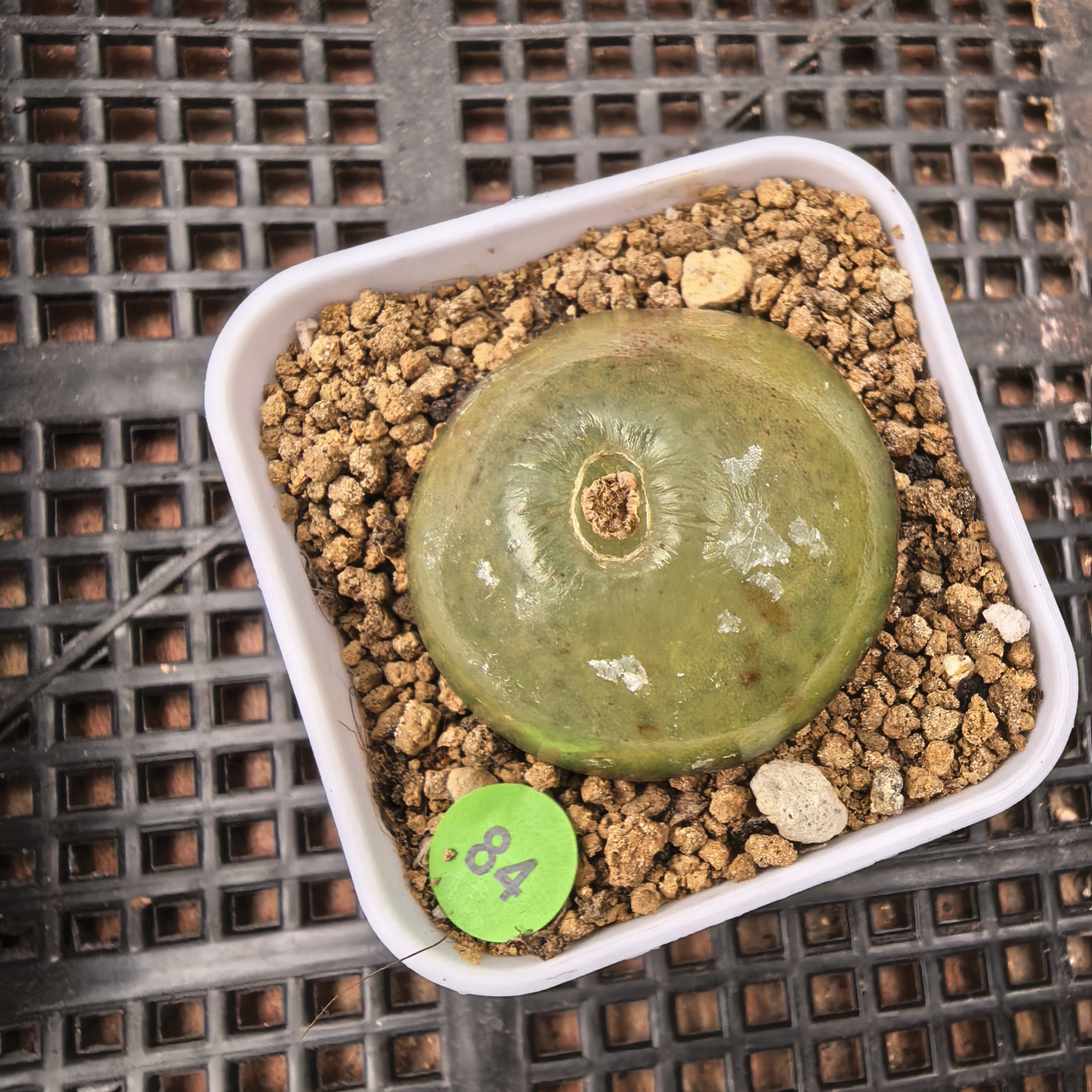 灯泡3.3cm（小瑕疵）带盆多肉84