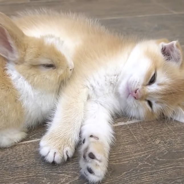 艾萌宠物活体定金链接