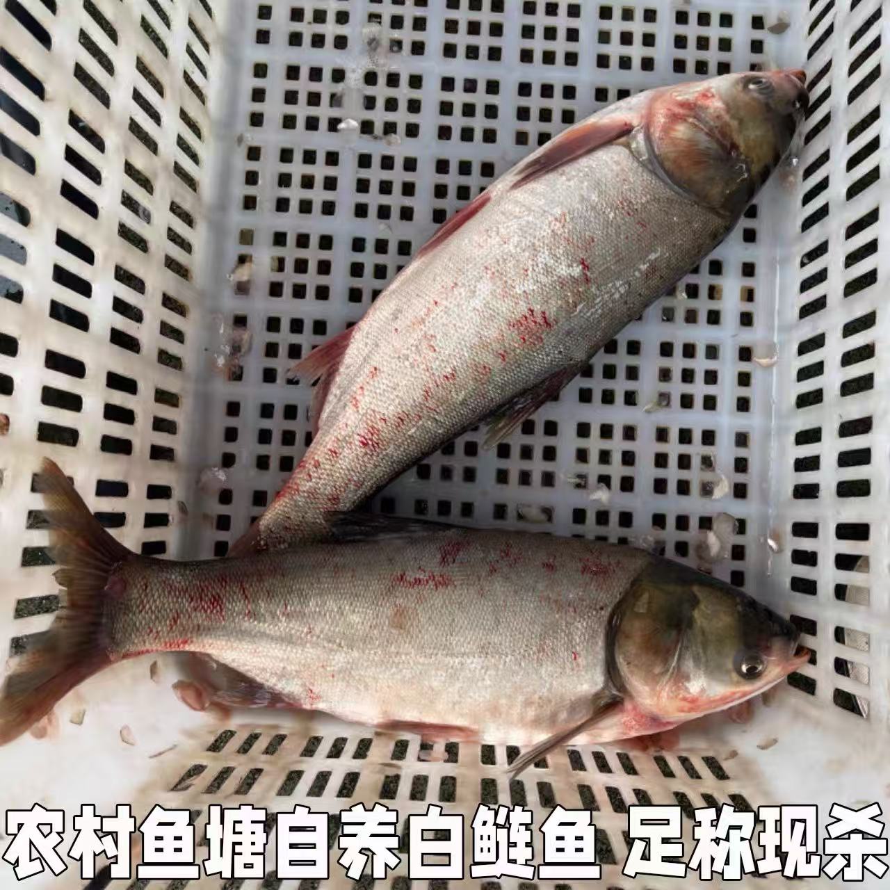 【冯长广小时达】新鲜白鲢约四斤二两/条 【4.2元一斤】