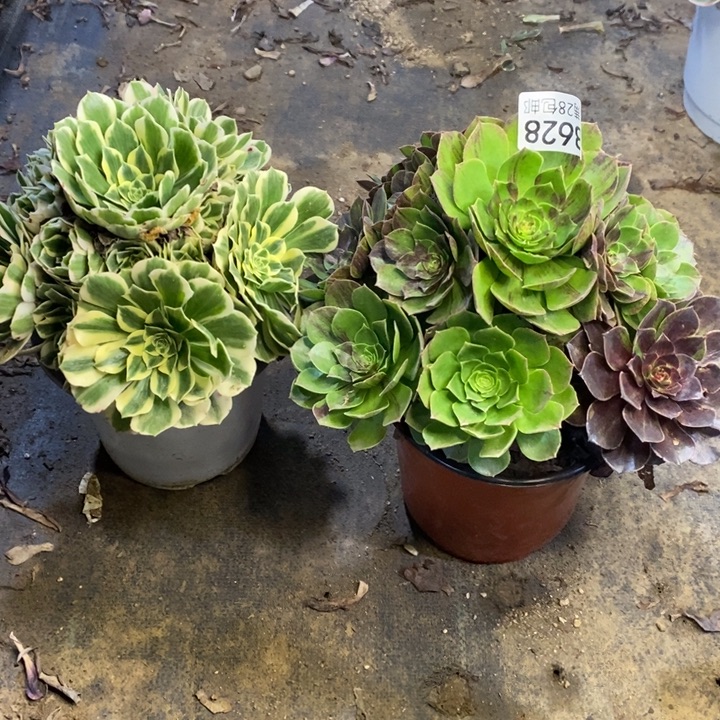 两盆多肉断头不包628