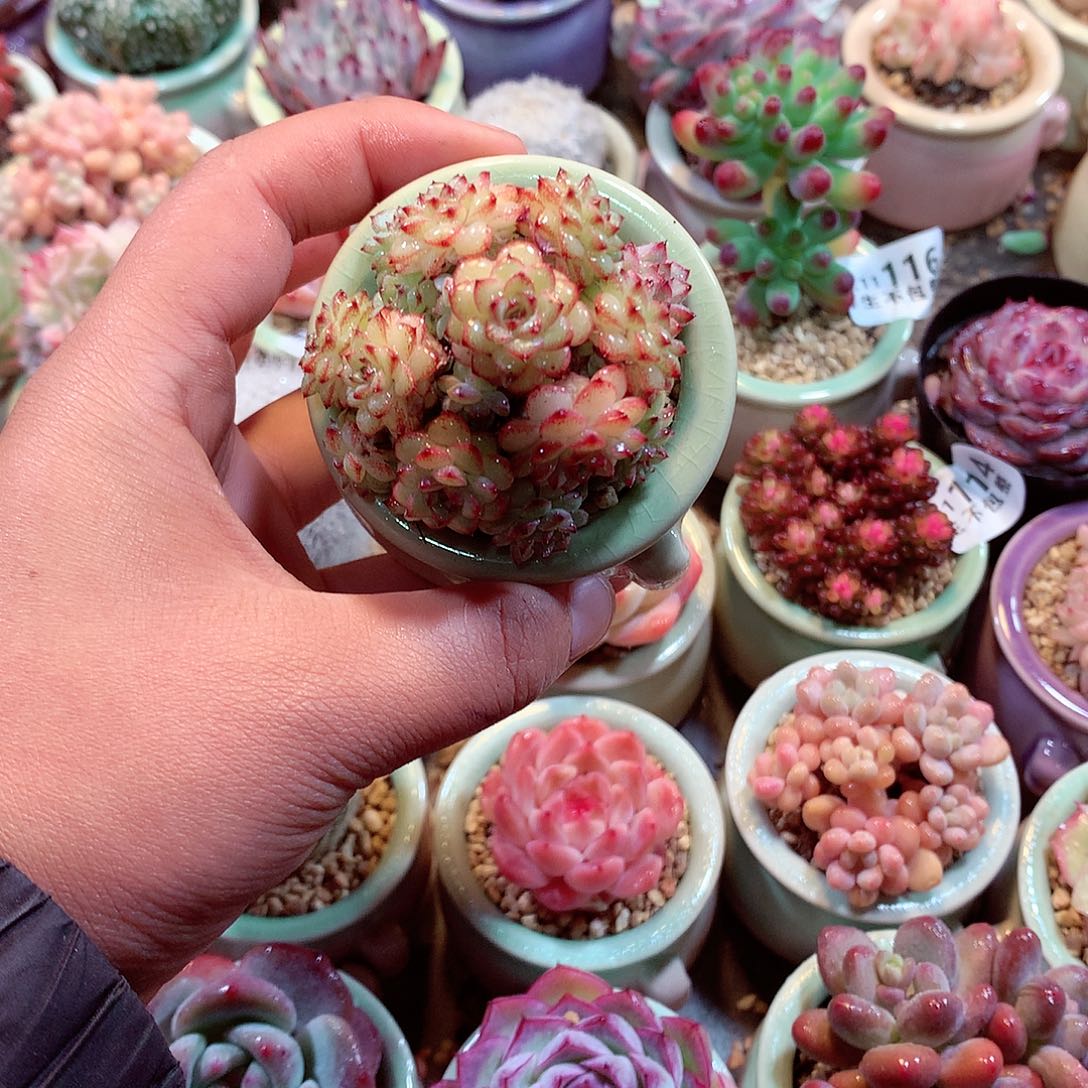 美肉肉哦哦哦哦哦哦哦哦