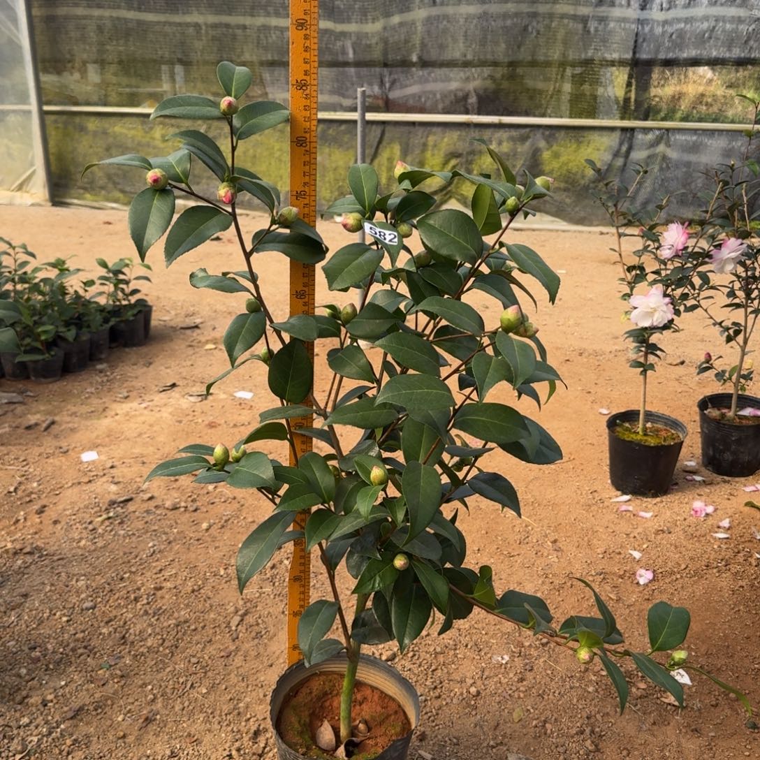 少量花朵（建议范围：2朵-5朵 或40%以下）582彩虹天使