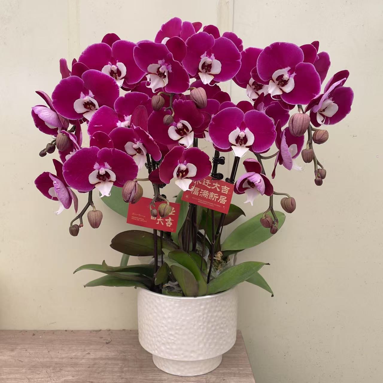 《米歇尔》3.0加高杯精品蝴蝶兰  清新淡雅 室内花卉
