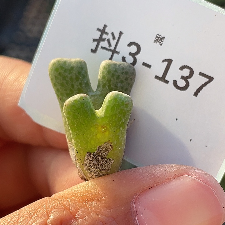 3-137鹿角斑马肉锥