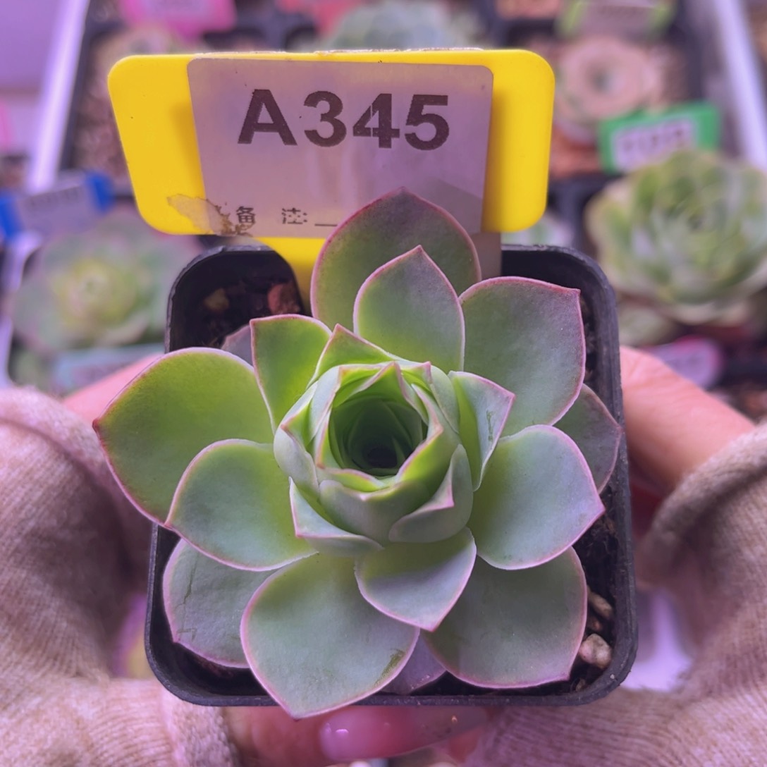 金陵玫瑰一物一拍A345