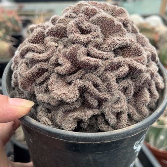 当前无花栽培后可以开花发紫皮彩草綴