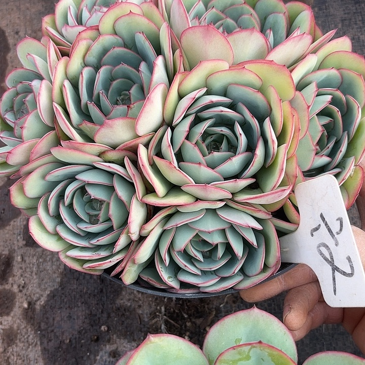 两单包邮，一物一拍，2牡丹亭