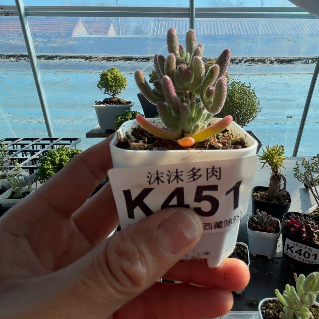 宸***冉451紫闪枝干番杏福利