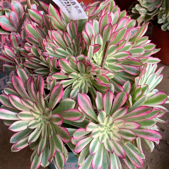 721仙墨多肉植物特价