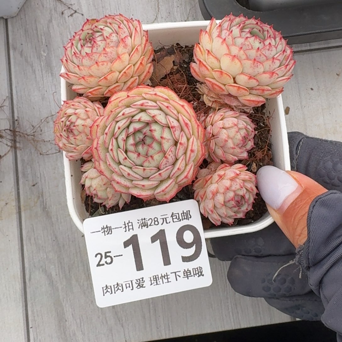 小红船无盆土发货无