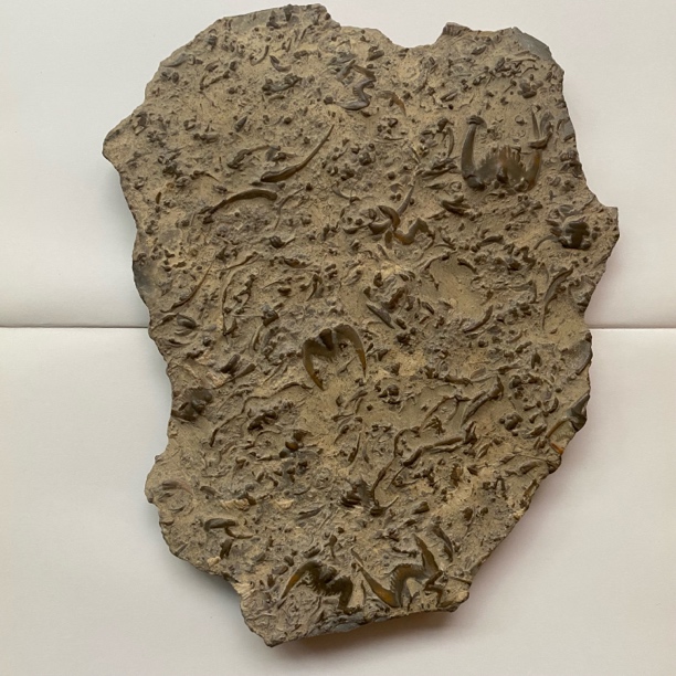 三叶虫化石燕子石精品原石