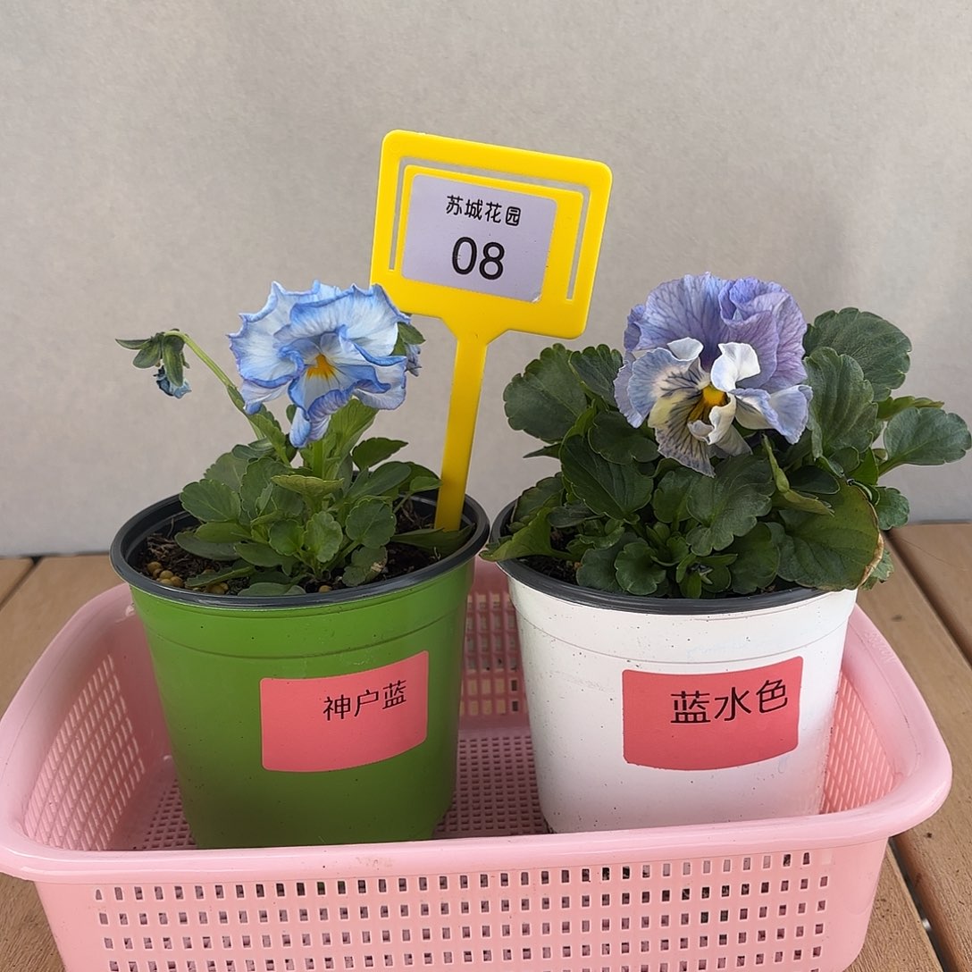 大部分开放少量花苞08