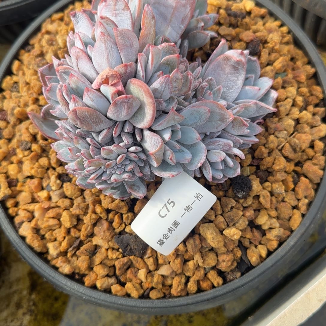 晴****C75奶茶群生       