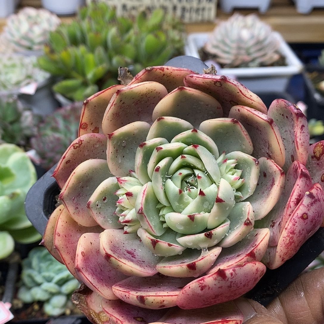 26133 斗牛士覆轮锦带崽