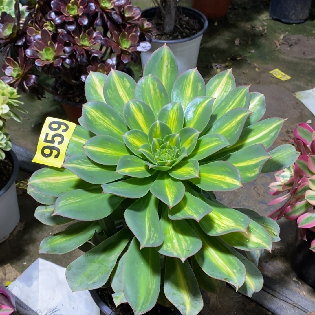 黄中班多肉法师959