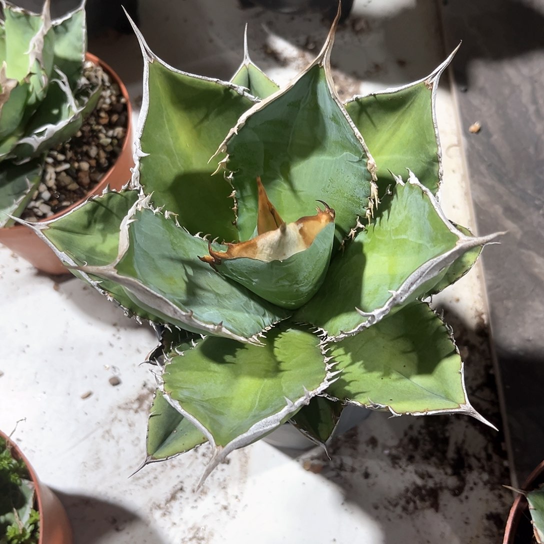 风**透龙舌兰绿幽灵30