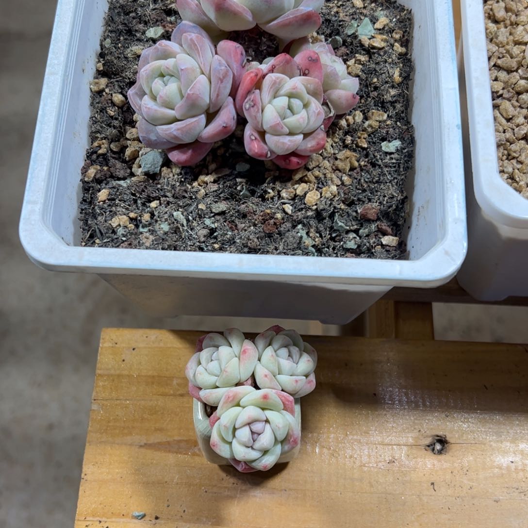 嫣*冰玉两颗无砍专拍