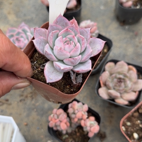 236海兰多肉植物多