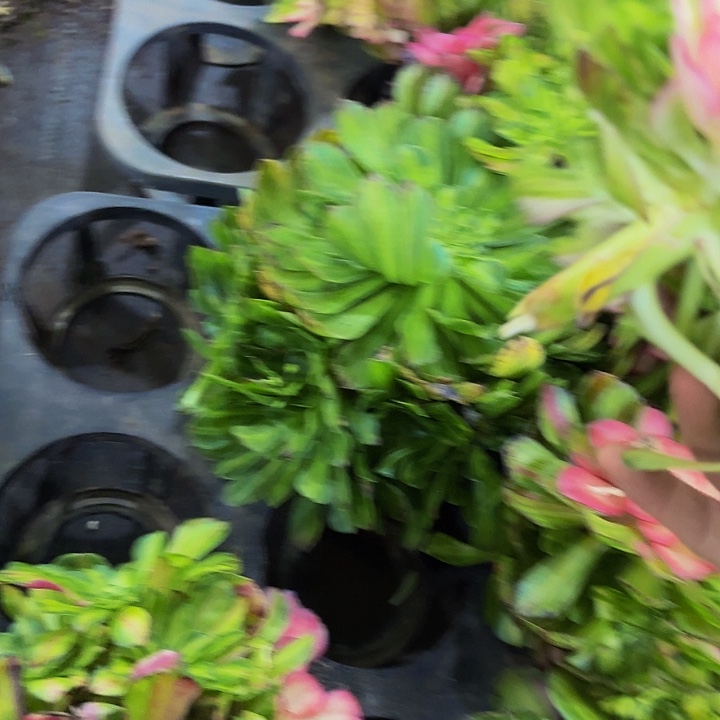 哈哈多肉葡萄福利 061