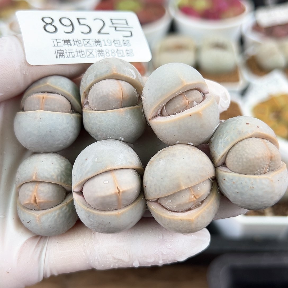 8952四年高尔夫7颗2-2.5cm量拍福利