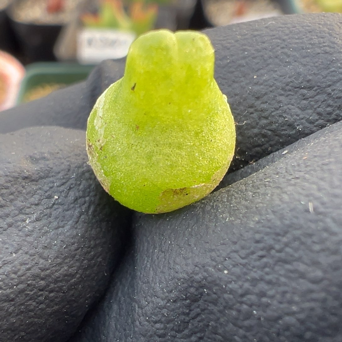 316号超级小葫芦。     