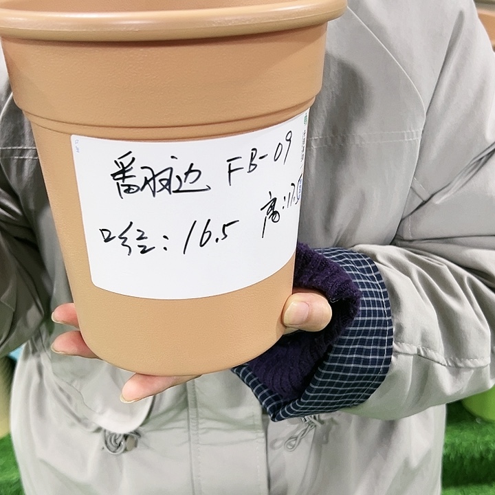 正品翻边盆口16高17白色无托8只