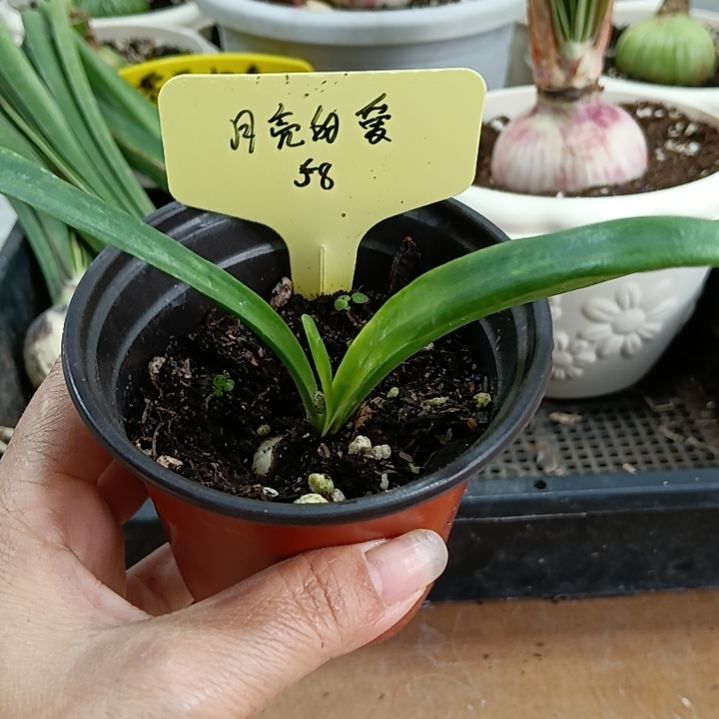 无花朵月亮的爱1.5发一个
