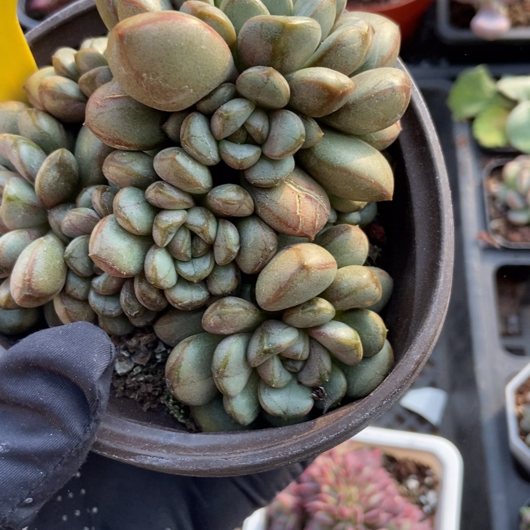 916葡萄多肉植物多肉植物